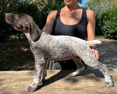 Les chiots de Braque allemand à poil court
