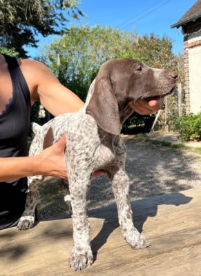 Les chiots de Braque allemand à poil court