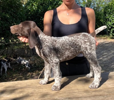 Les chiots de Braque allemand à poil court