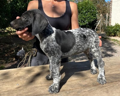 Les chiots de Braque allemand à poil court