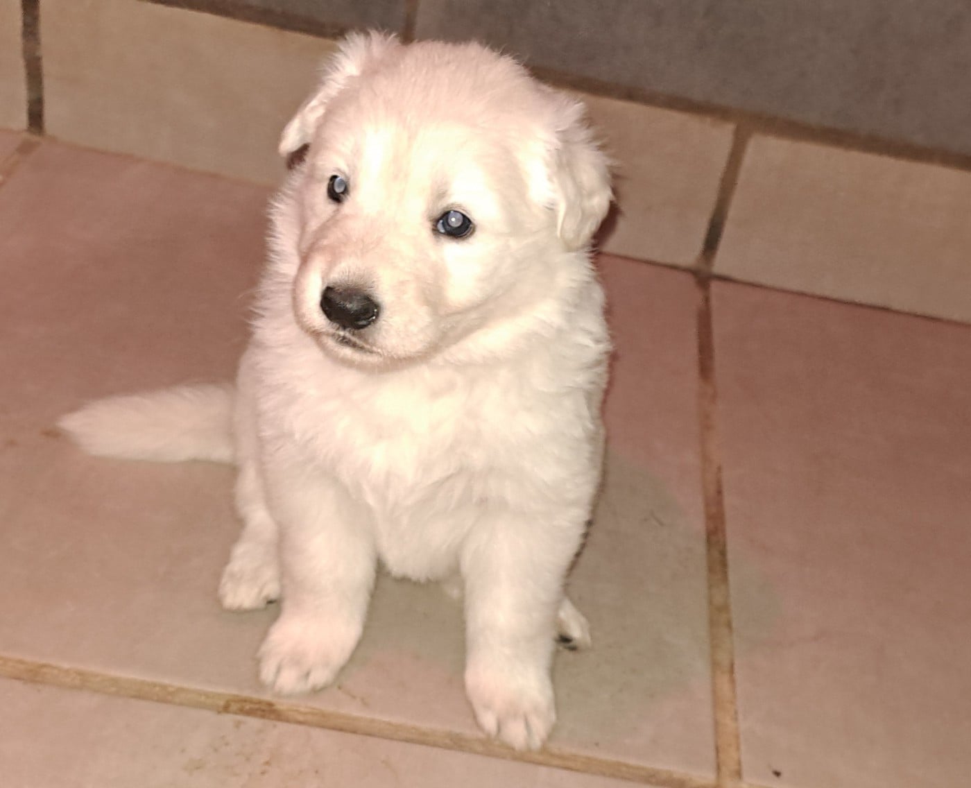 Berger Blanc Suisse - Des Blancs Du Pays Gallo