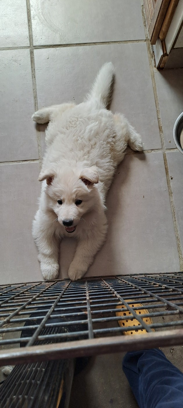 BabyDol