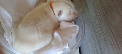 Les chiots de Berger Blanc Suisse