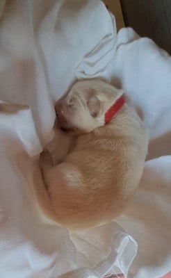 Les chiots de Berger Blanc Suisse