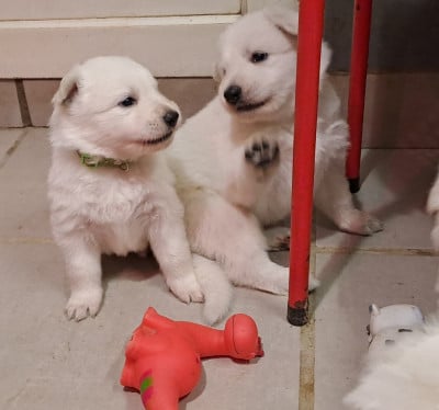 Les chiots de Berger Blanc Suisse