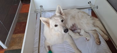 Les chiots de Berger Blanc Suisse