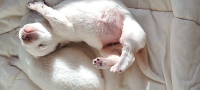 Les chiots de Berger Blanc Suisse