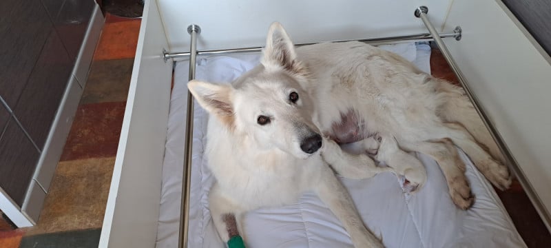 Berger Blanc Suisse - Des Blancs Du Pays Gallo