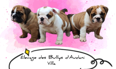 Des Bullys D'Audani Villa