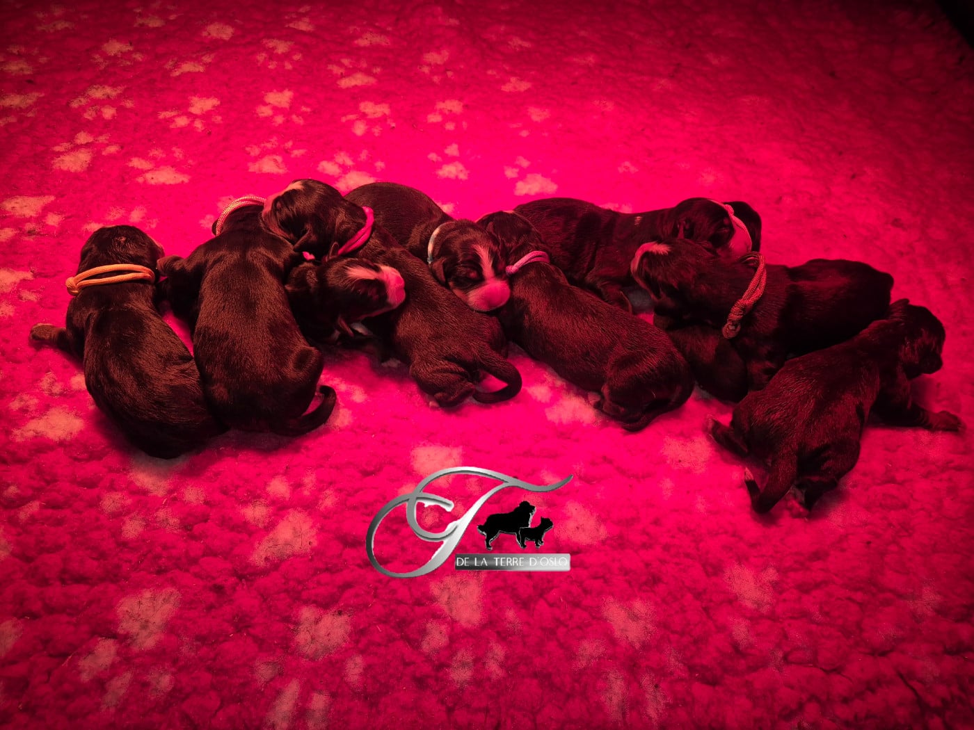 CHIOT 7 - Bouvier Bernois