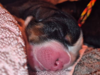 Les chiots de Bouvier Bernois