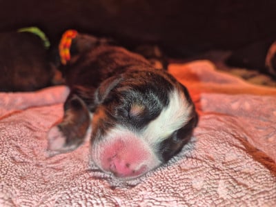 Les chiots de Bouvier Bernois