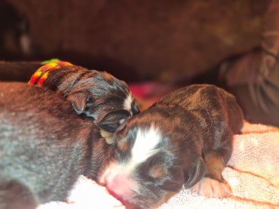 Les chiots de Bouvier Bernois