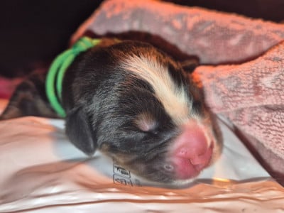 Les chiots de Bouvier Bernois