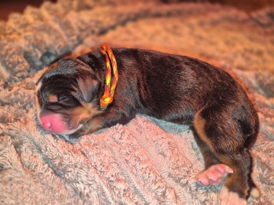 Les chiots de Bouvier Bernois