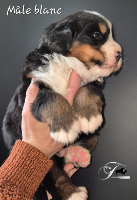 Les chiots de Bouvier Bernois