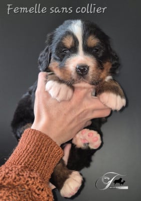Les chiots de Bouvier Bernois