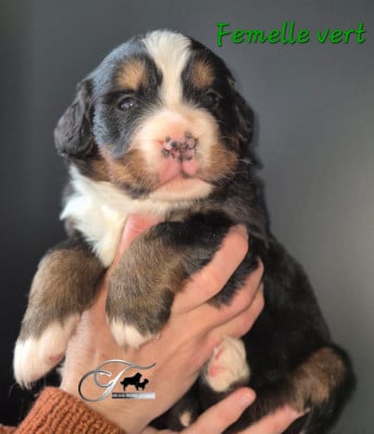 Les chiots de Bouvier Bernois