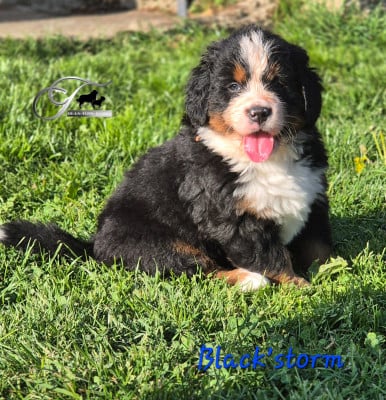 Les chiots de Bouvier Bernois