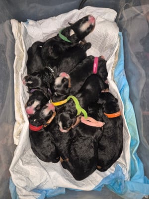 Les chiots de Bouvier Bernois