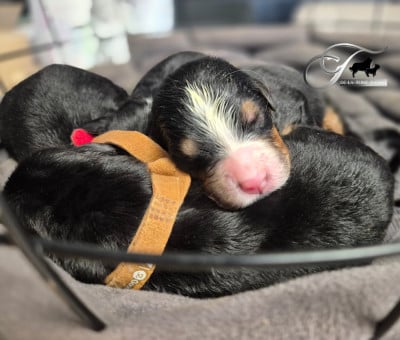 Les chiots de Bouvier Bernois