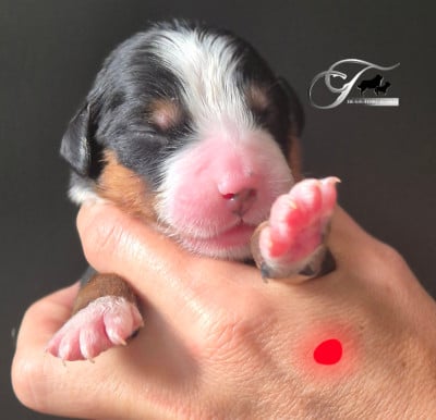 Les chiots de Bouvier Bernois