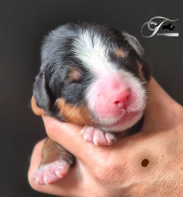 Les chiots de Bouvier Bernois
