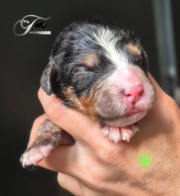 Les chiots de Bouvier Bernois