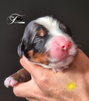 Les chiots de Bouvier Bernois