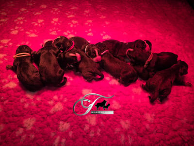 CHIOT 9 - Bouvier Bernois