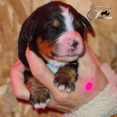 Les chiots de Bouvier Bernois