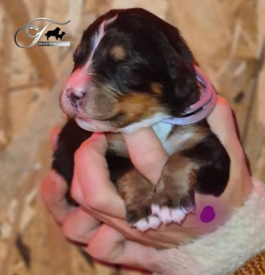 Les chiots de Bouvier Bernois