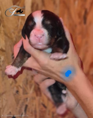 Les chiots de Bouvier Bernois