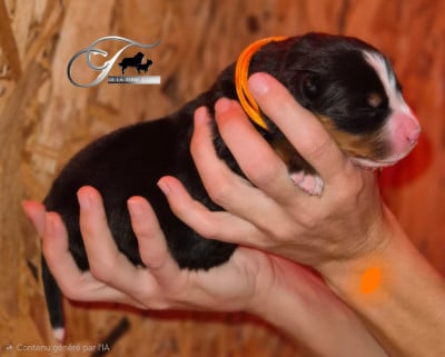 Les chiots de Bouvier Bernois