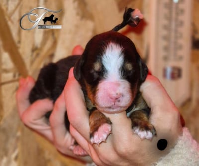 Les chiots de Bouvier Bernois