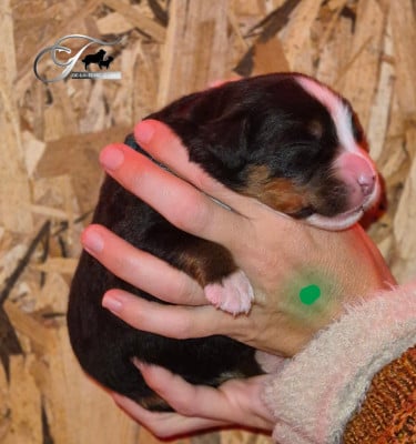 Les chiots de Bouvier Bernois