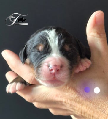 Les chiots de Bouvier Bernois