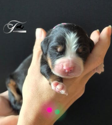Les chiots de Bouvier Bernois
