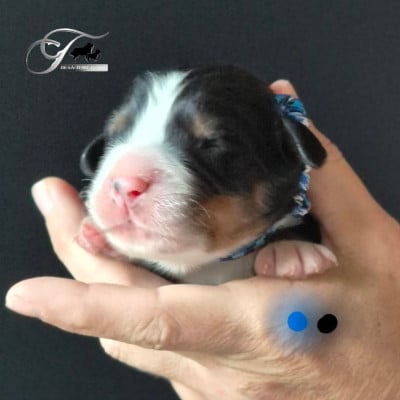 Les chiots de Bouvier Bernois