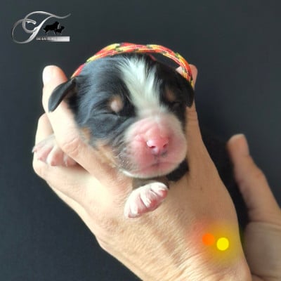 Les chiots de Bouvier Bernois