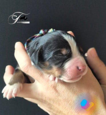 Les chiots de Bouvier Bernois