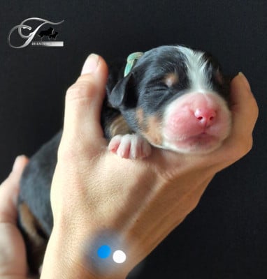 Les chiots de Bouvier Bernois