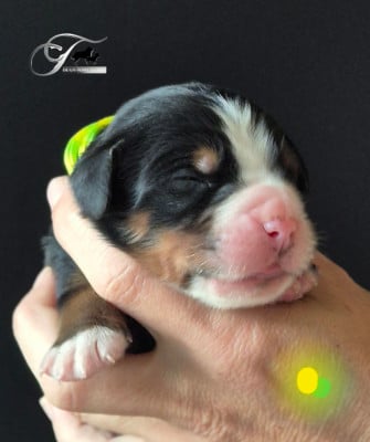 Les chiots de Bouvier Bernois