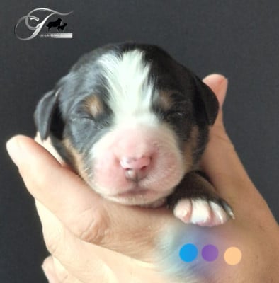Les chiots de Bouvier Bernois