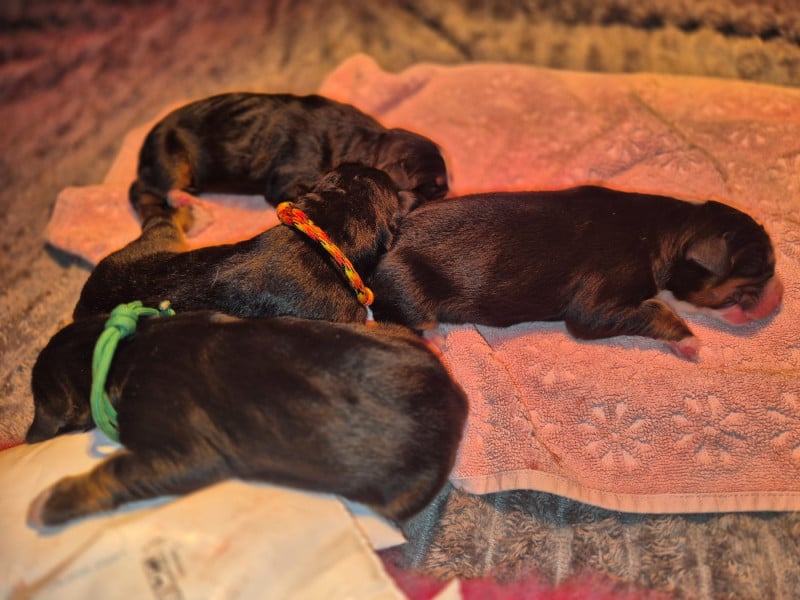 Bouvier Bernois - De La Terre D'Oslo