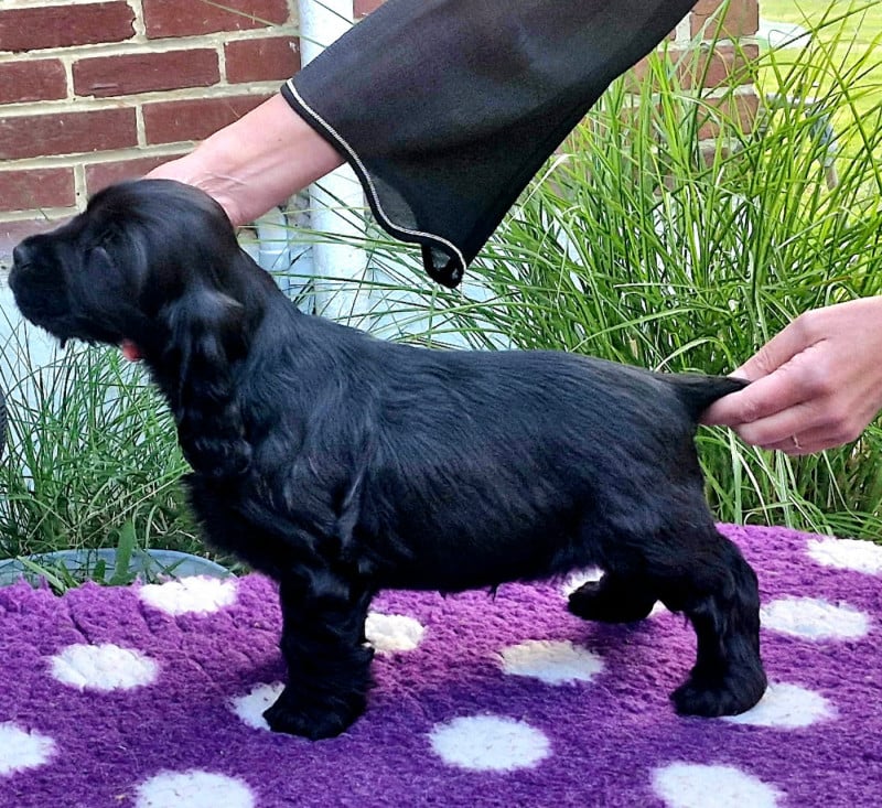 Cocker Spaniel Anglais - Of Ortense Memories
