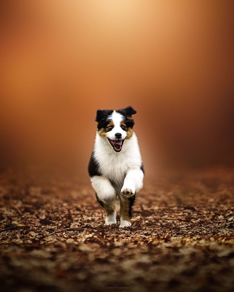 Amnesia De L'Aussie Happy