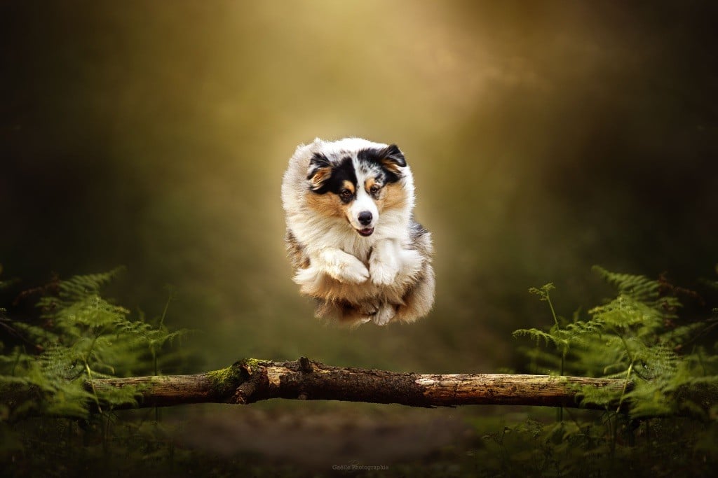 nebesniy aljans Rocket