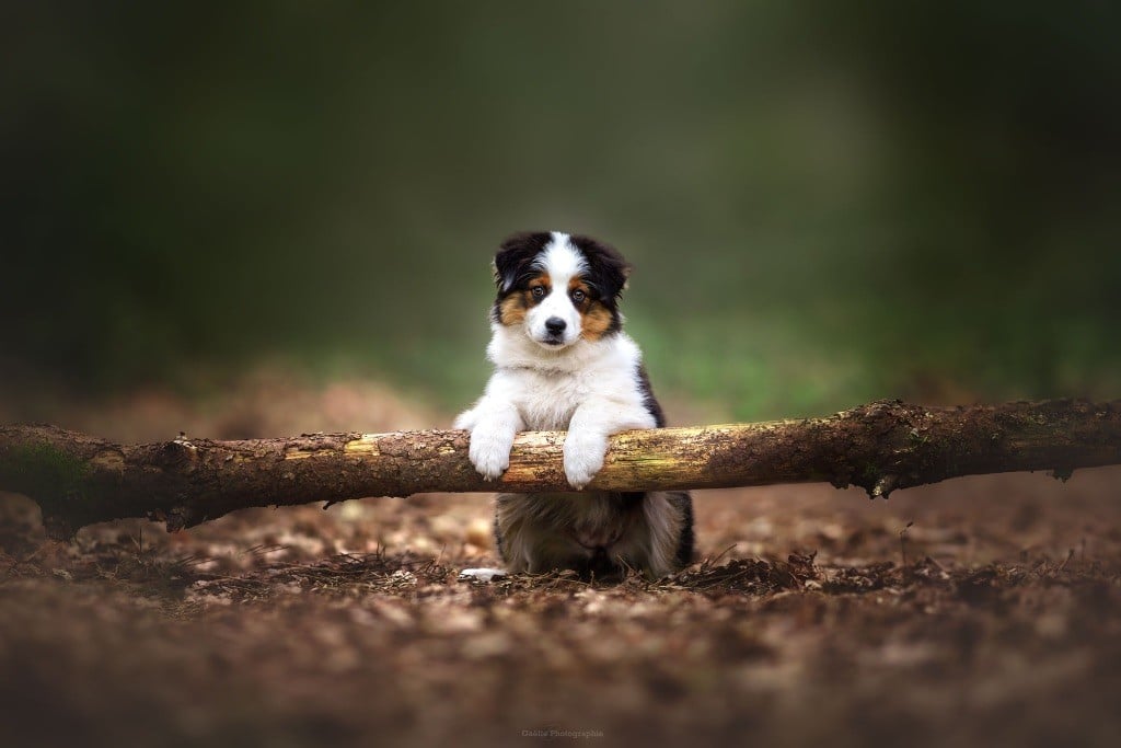 Amnesia De L'Aussie Happy