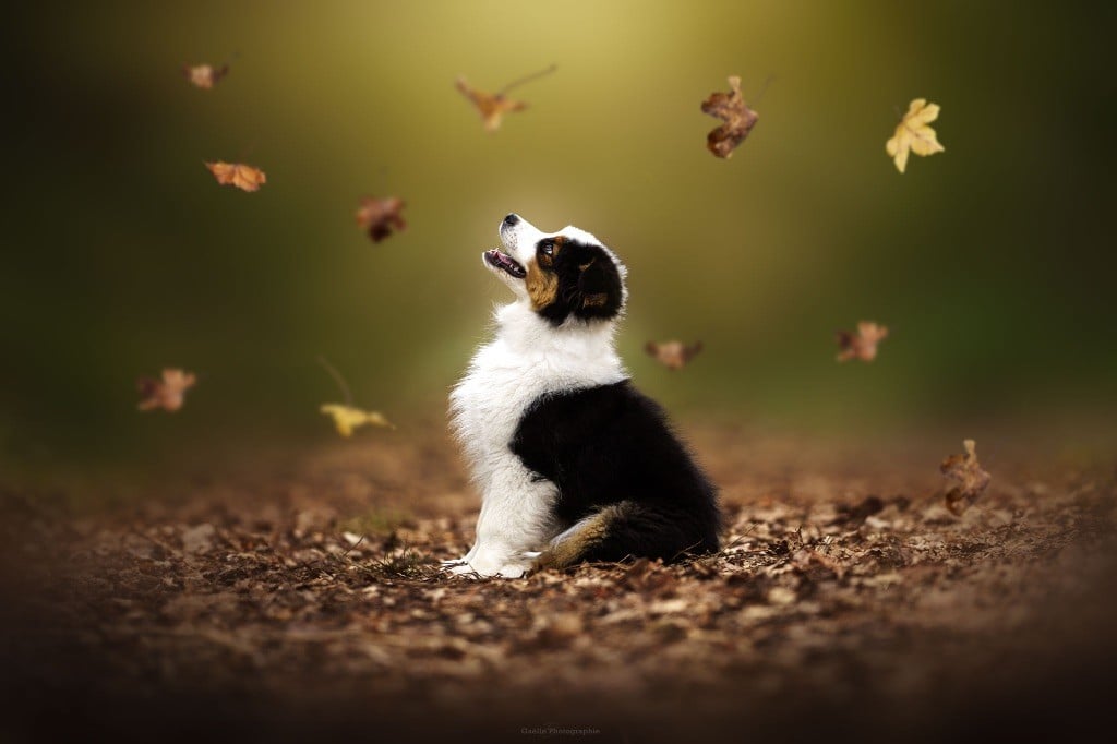 Amnesia De L'Aussie Happy